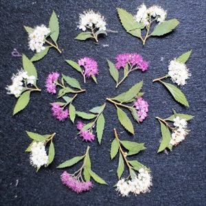 花の色  ページ 2  里山の四季