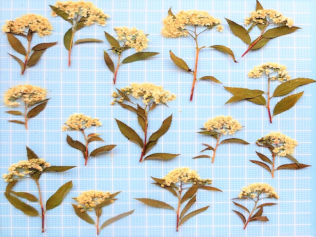 季節の花  里山の四季